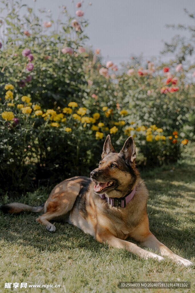 狗
