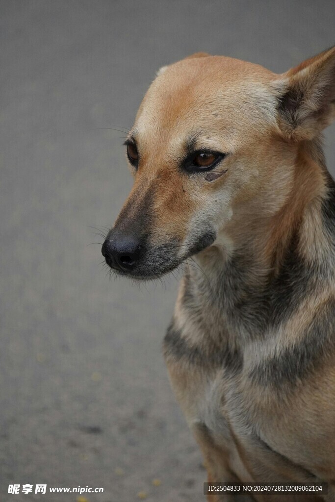狗