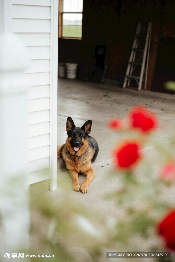 狗
