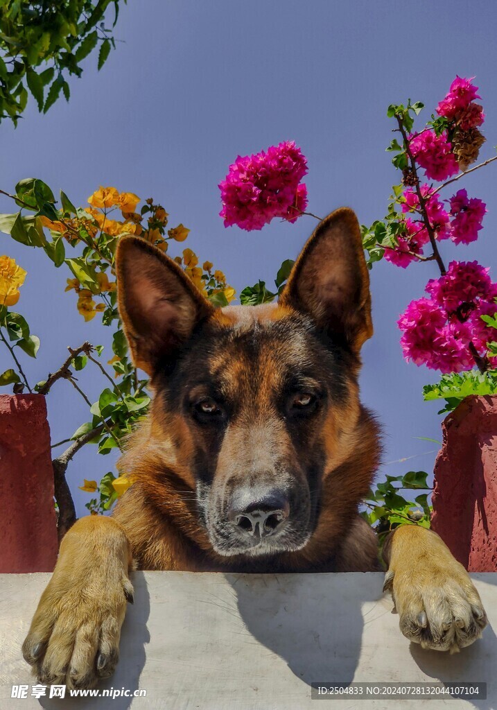 狗