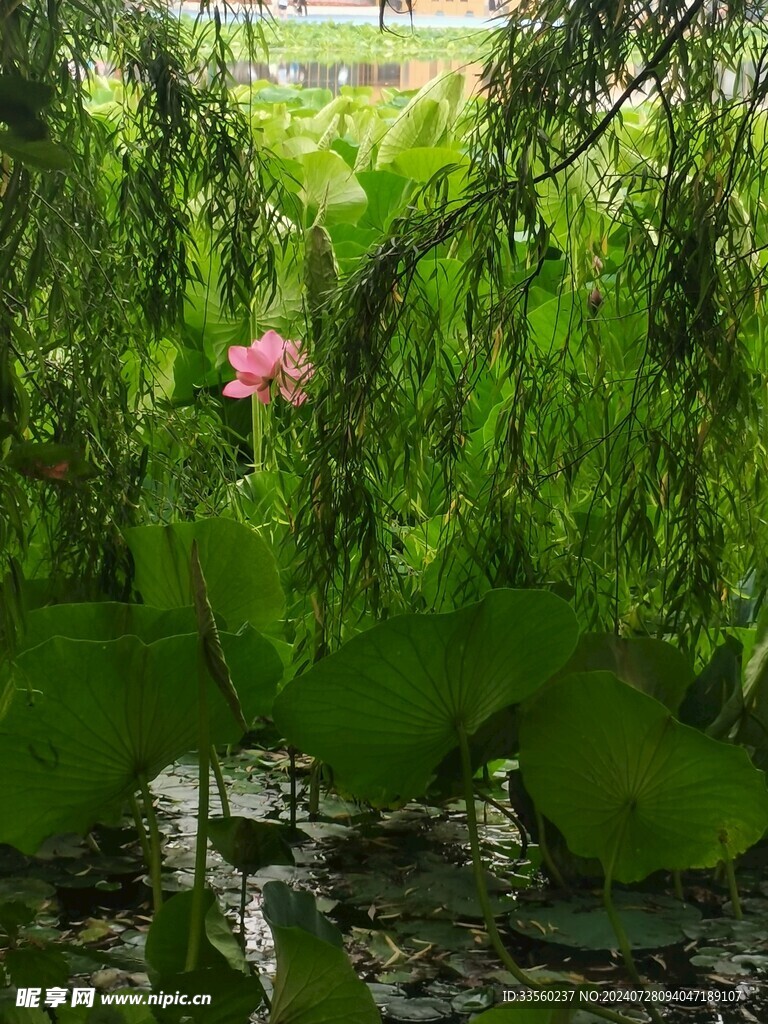 静谧的荷花