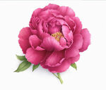 手绘玫瑰花