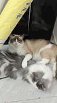猫咪