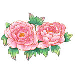 手绘鲜花