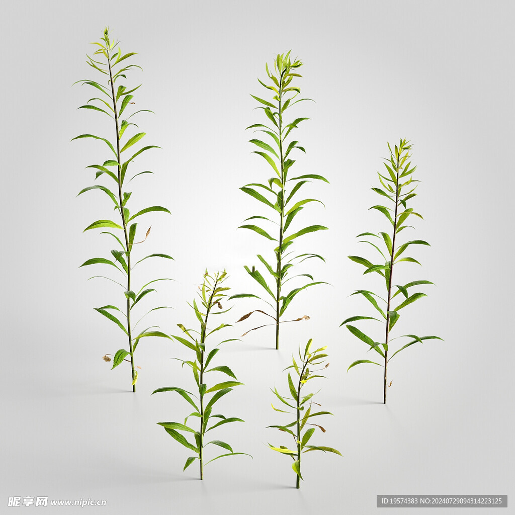 C4D模型 绿色植物