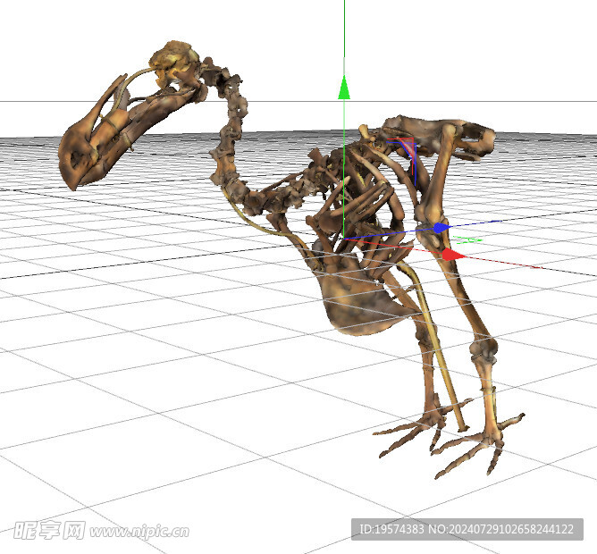 C4D模型 骨头