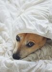 狗