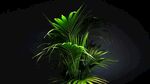 绿色植物