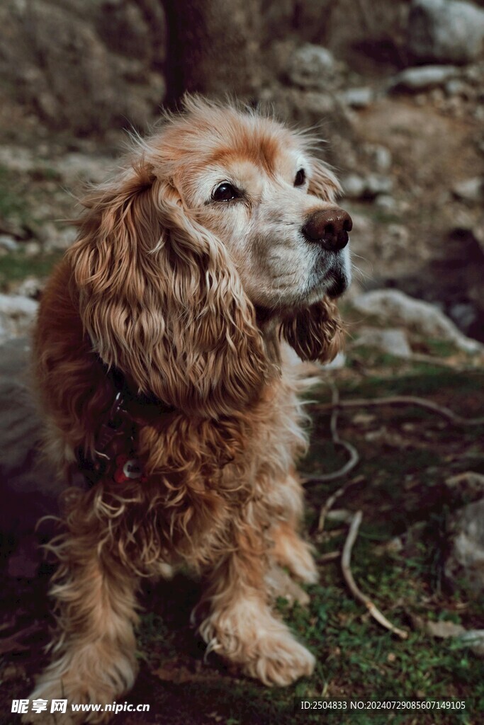 狗