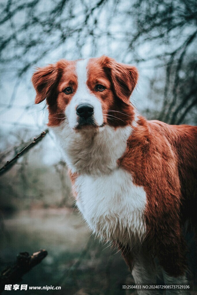狗
