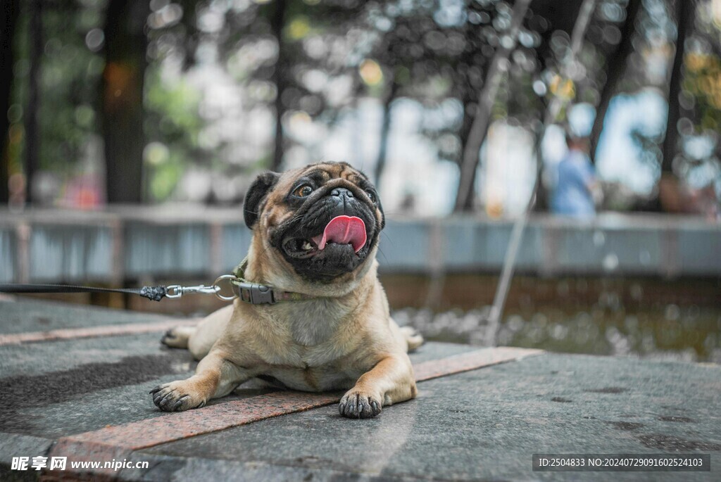 狗