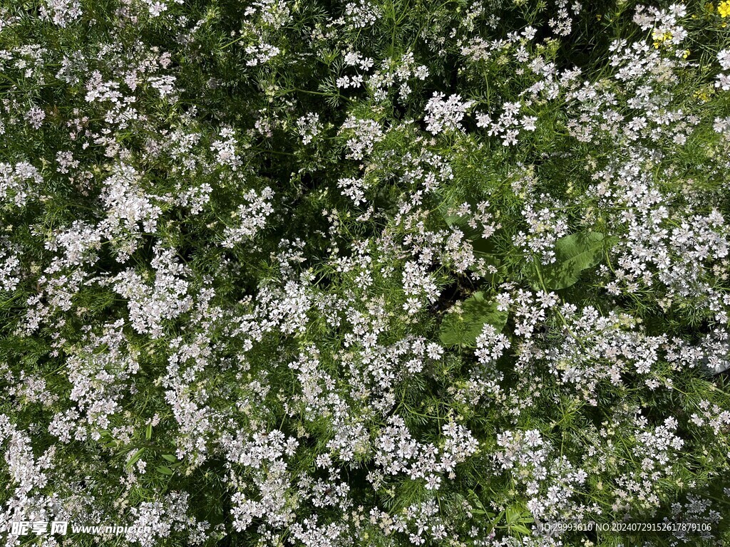 小碎花风景照片