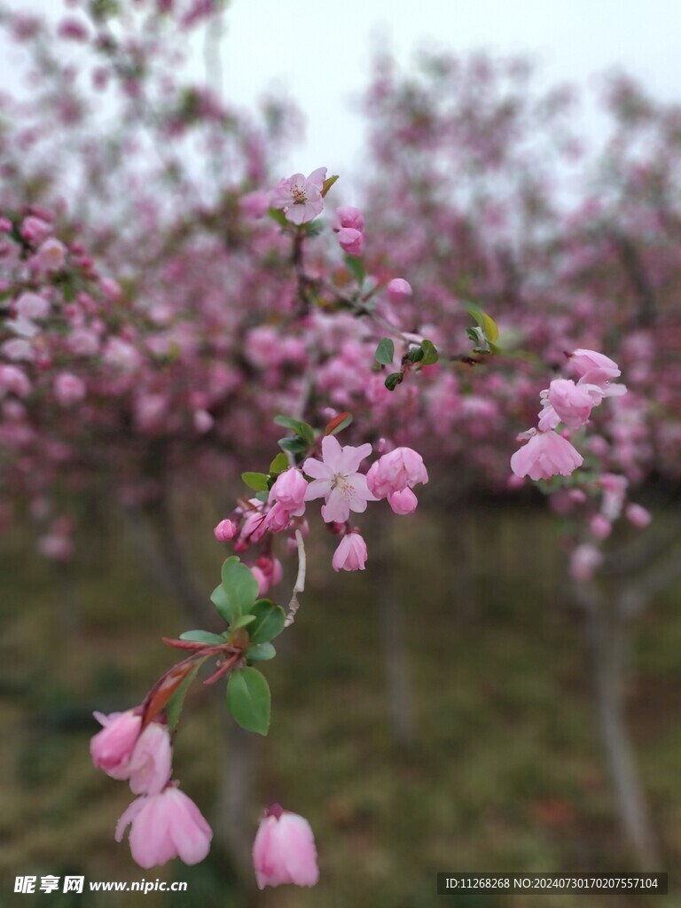 桃花