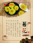 中药菊花
