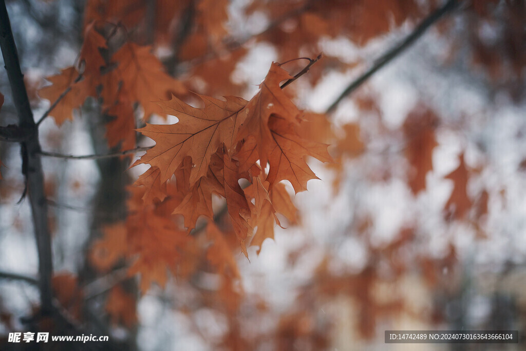 树叶
