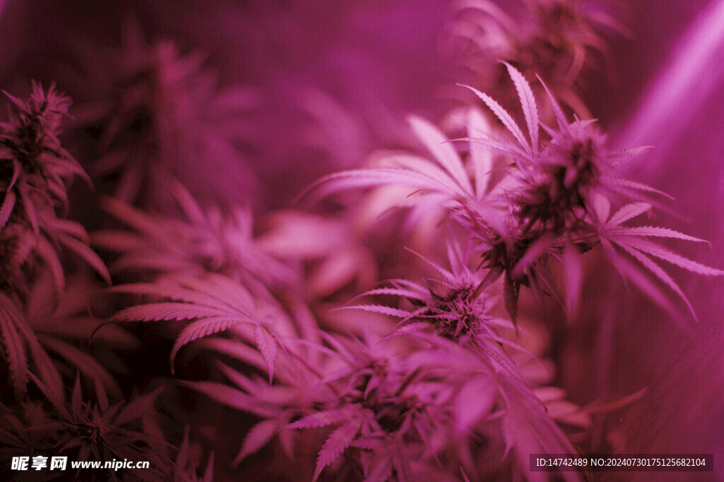 紫色的树叶