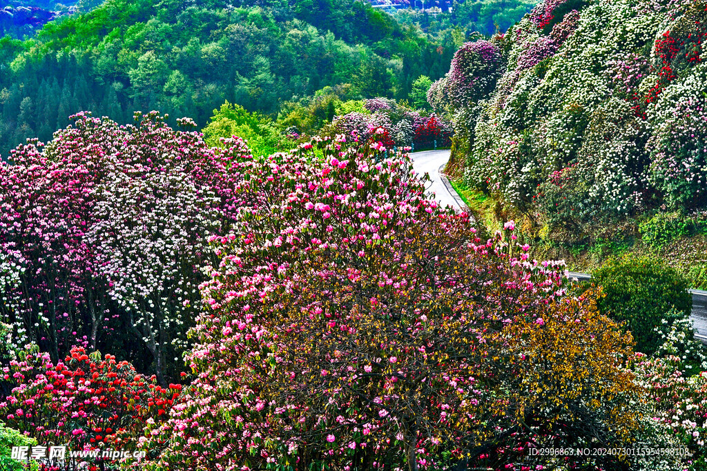 花中路