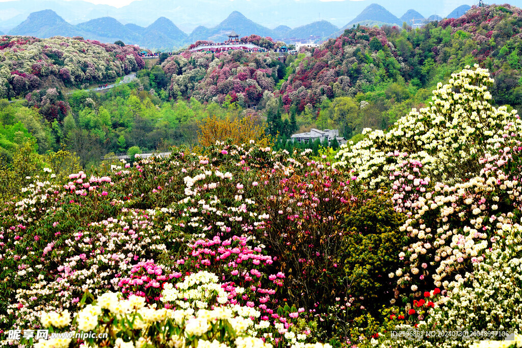 开花的山