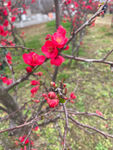 海棠花图片