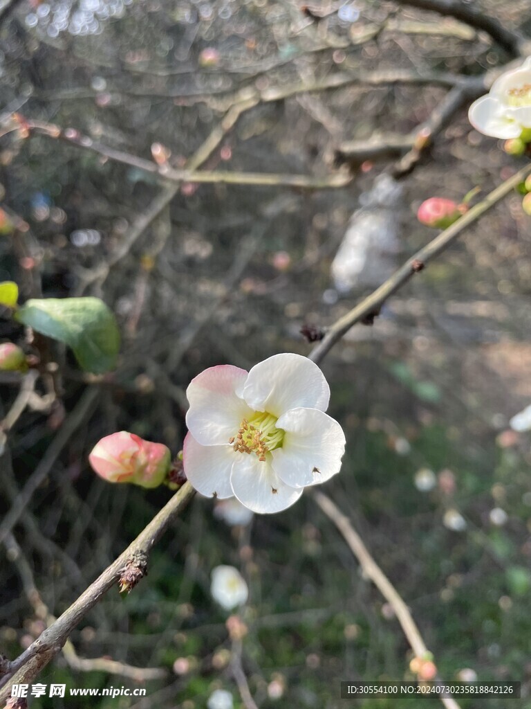 海棠花图片