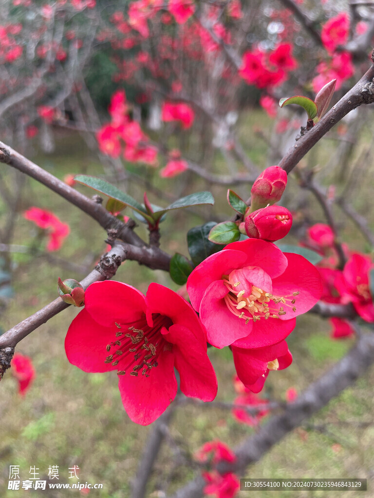 海棠花图片