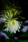 昙花
