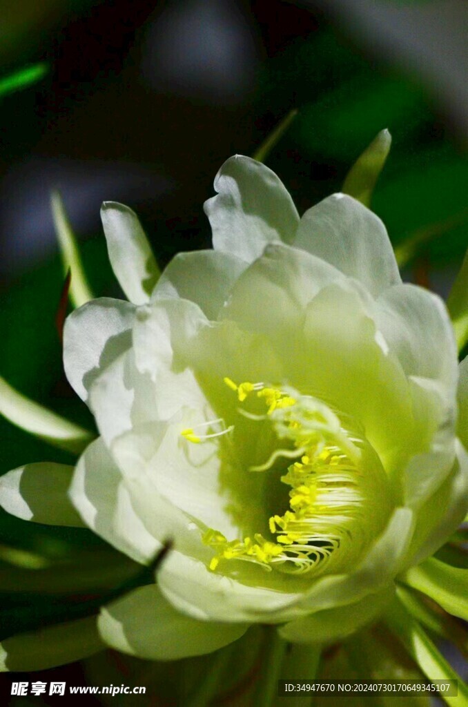 昙花