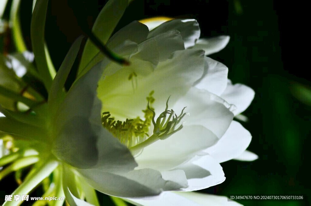 昙花