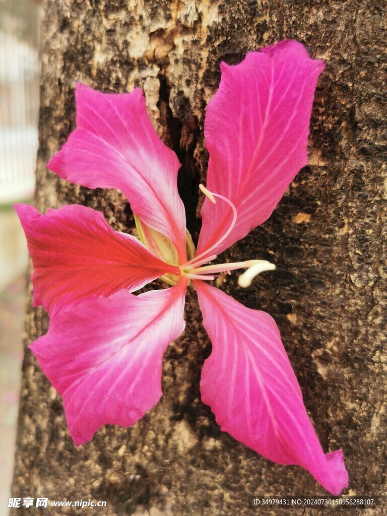 紫荆花