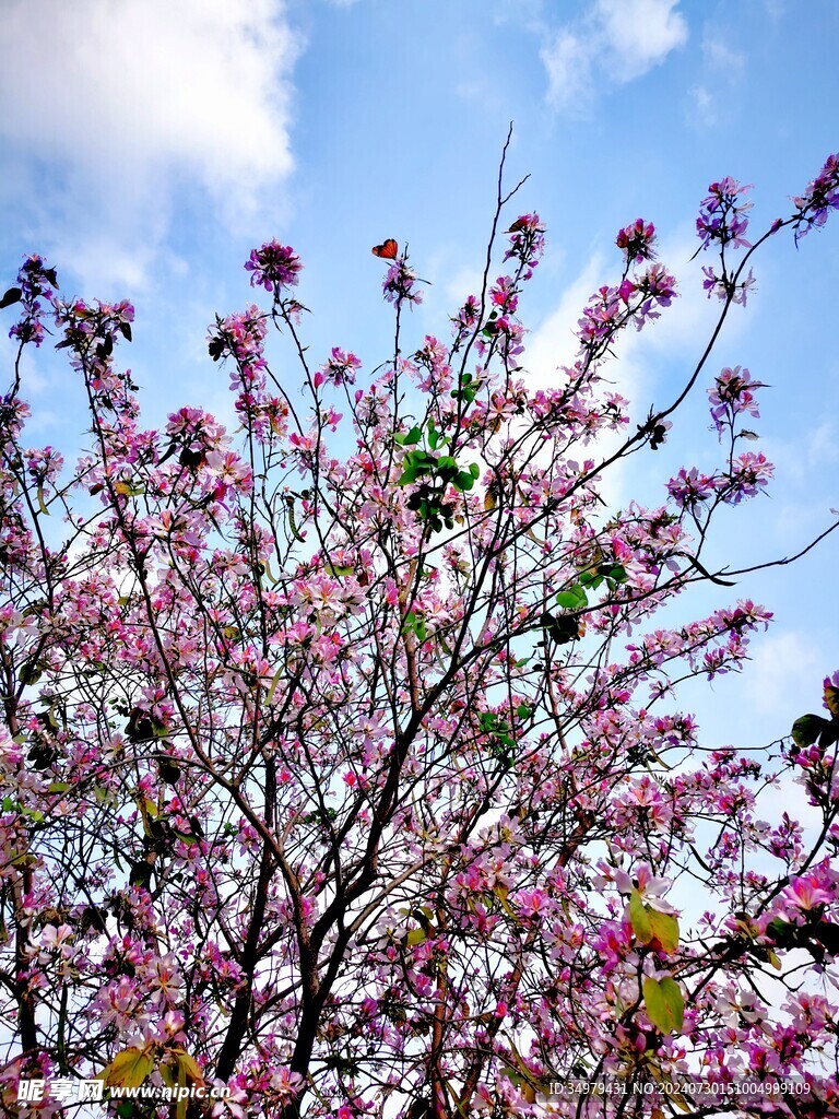 桃花夭夭