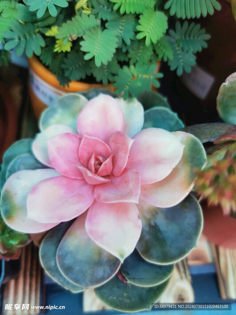 绚丽的多肉