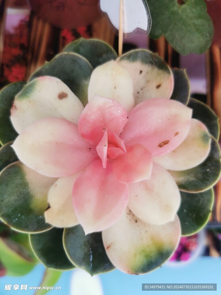 绚丽的多肉