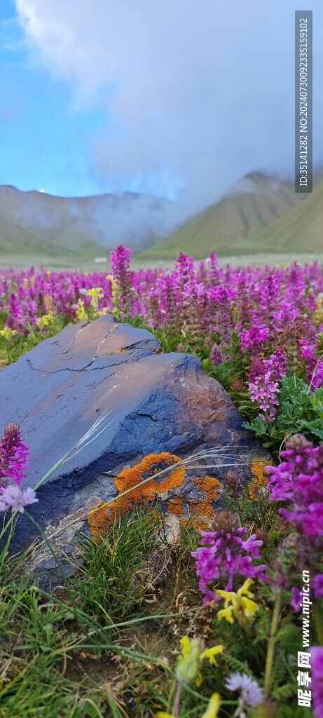 天山下的花海