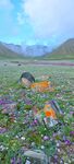 雪山下的花海