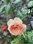 玫瑰花
