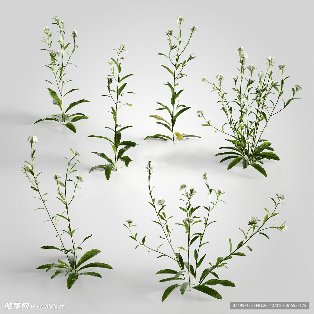 C4D模型 绿色植物