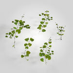 C4D模型 绿色植物 