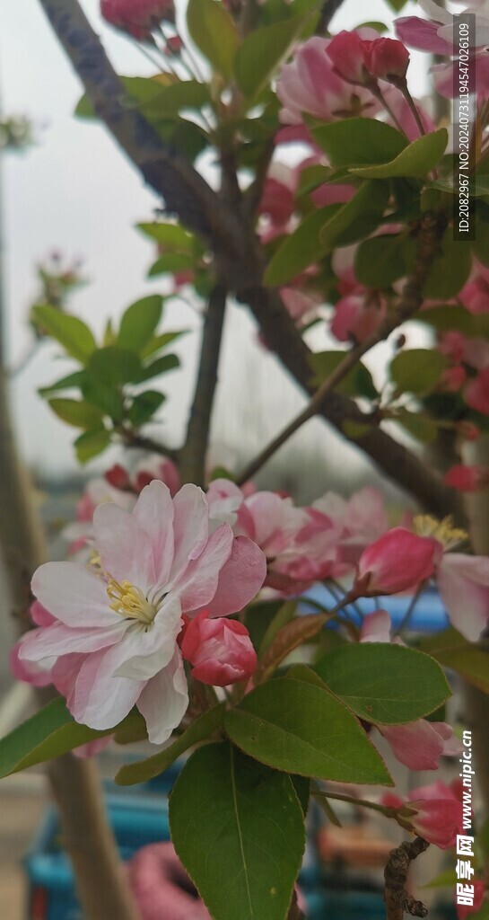 桃花
