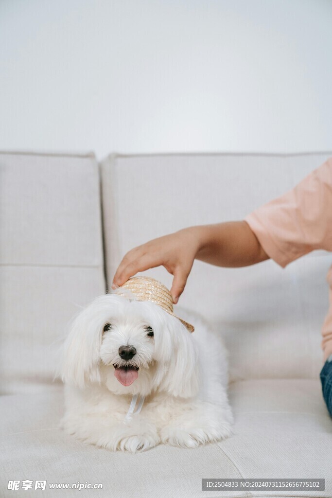 狗