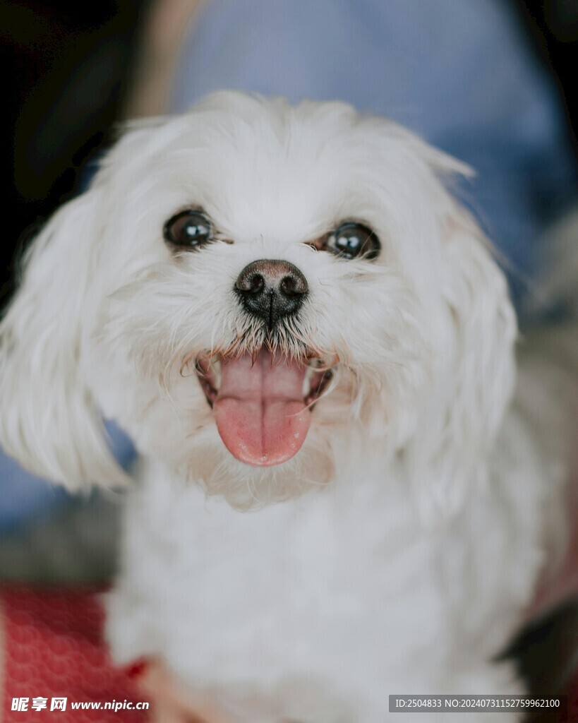 狗