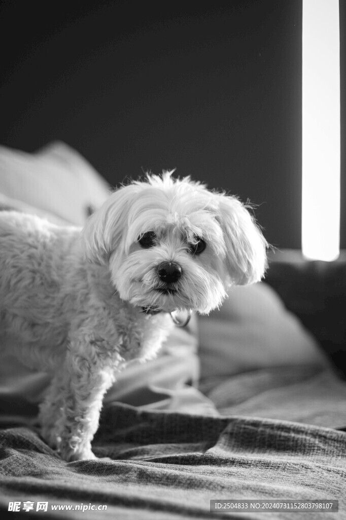 狗