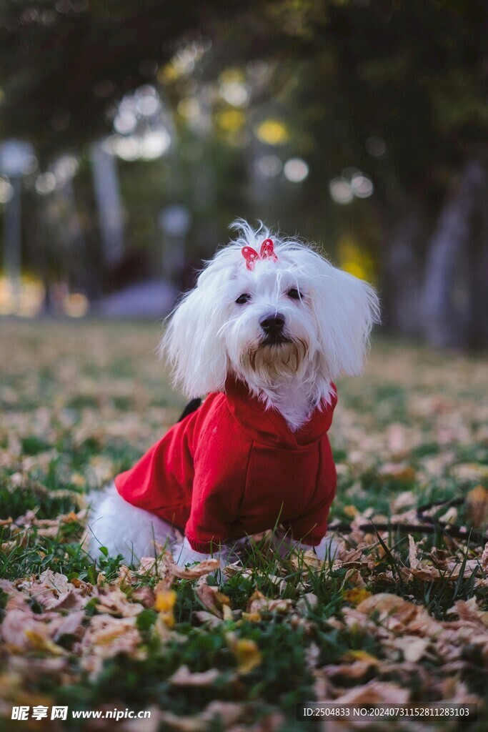 狗