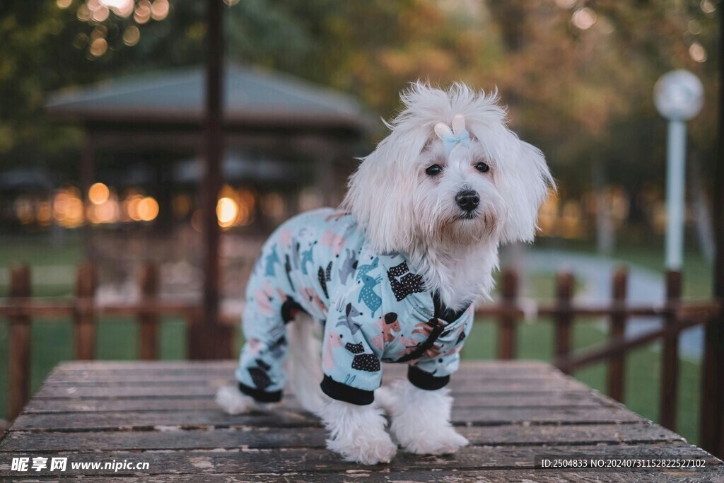 狗