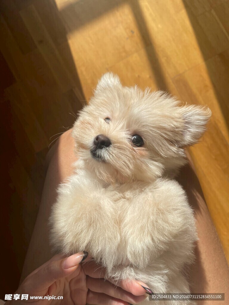 狗
