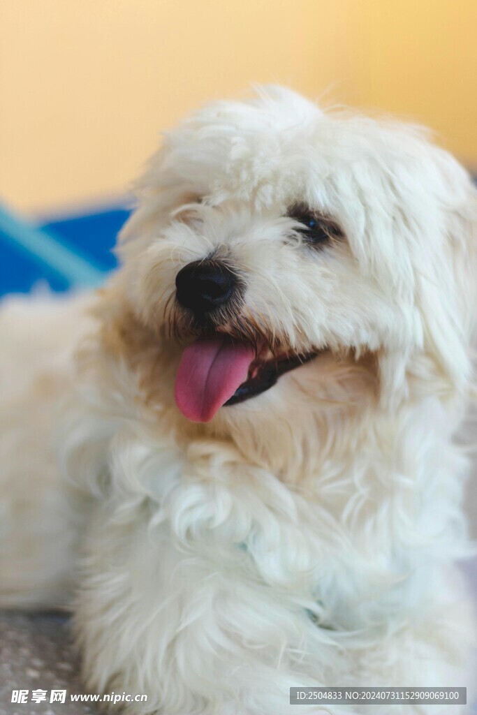 狗