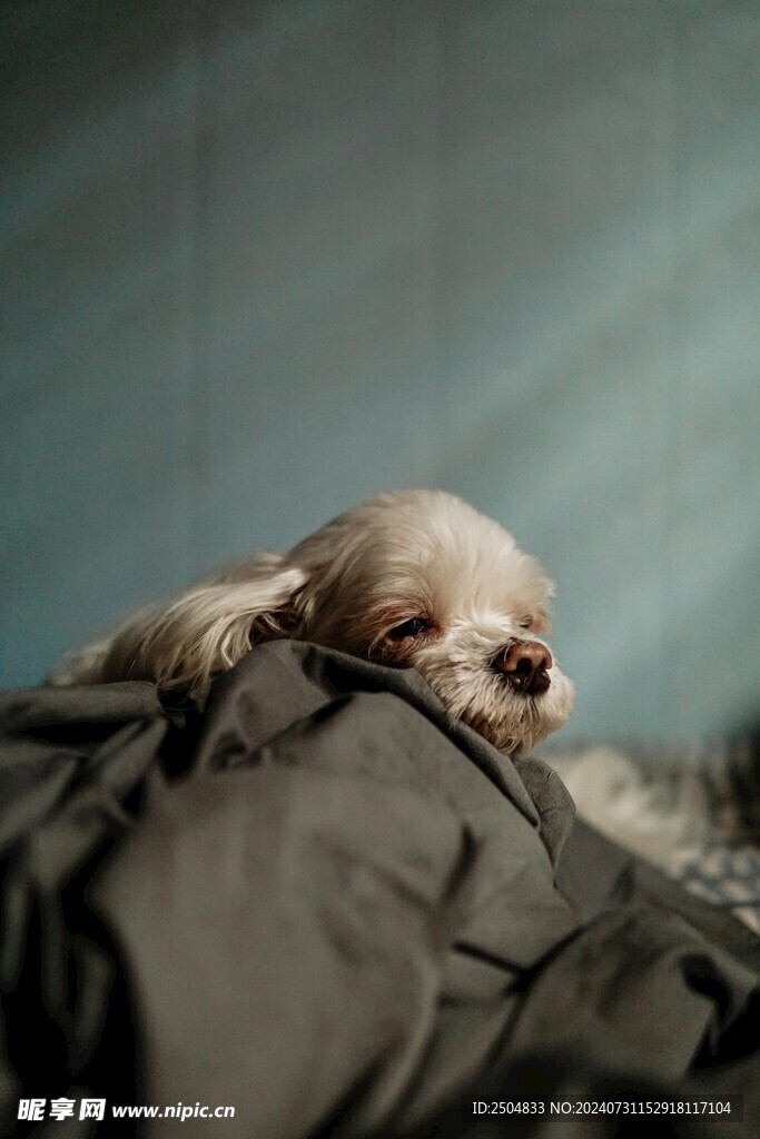 狗