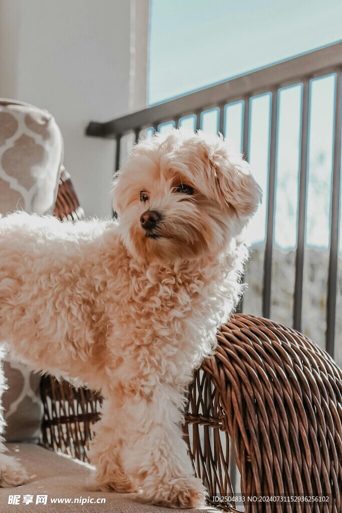 狗