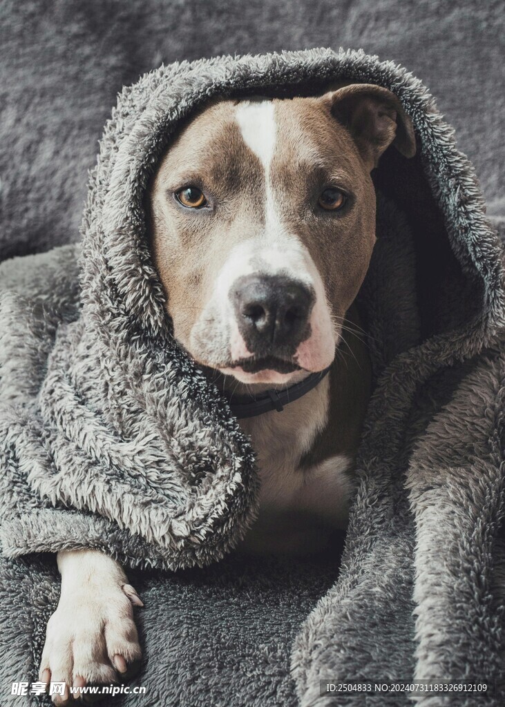 狗