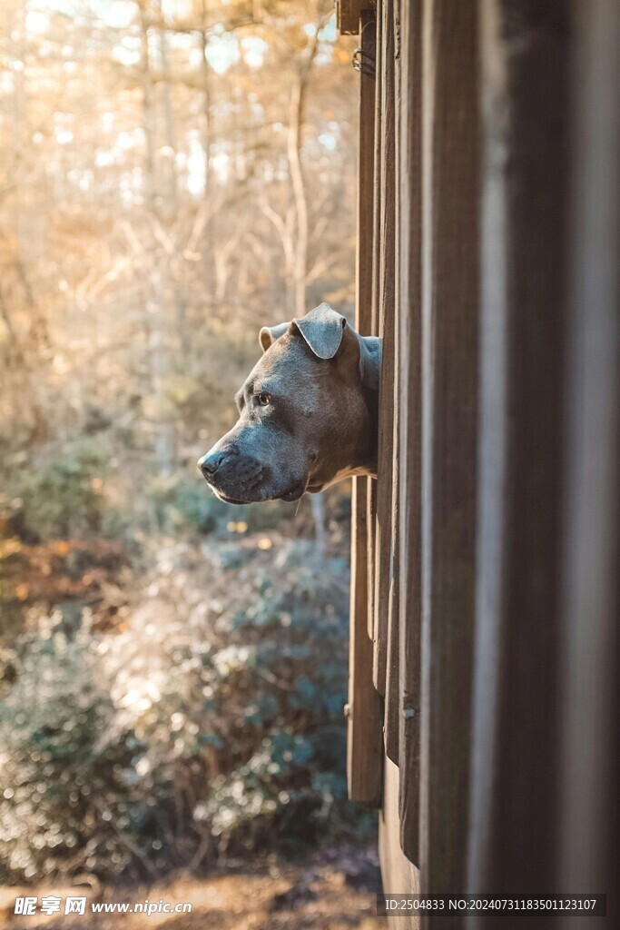 狗
