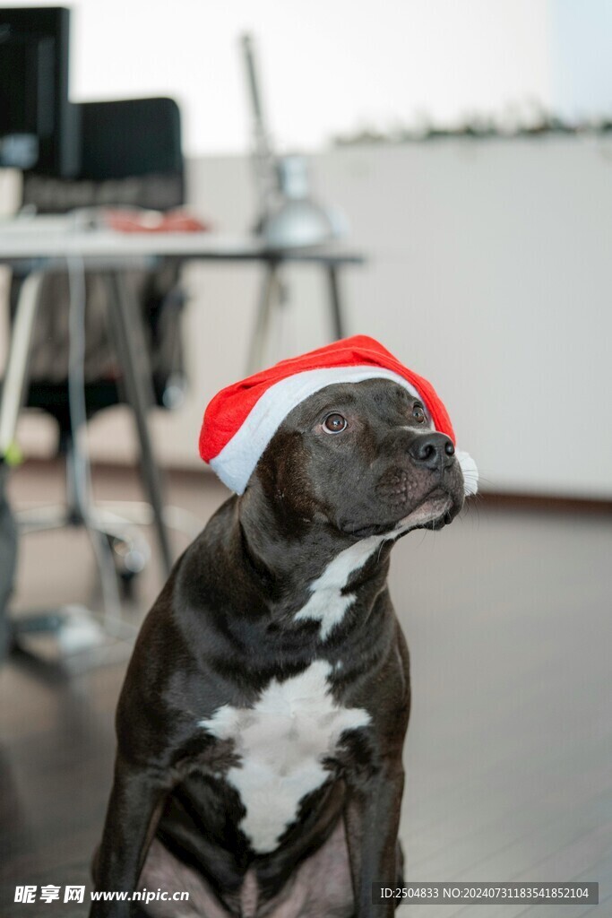 狗